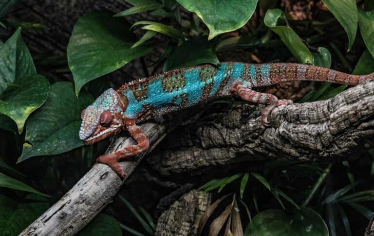 Why Biodiversity Matters for Businesses: Risks and Opportunities Explained