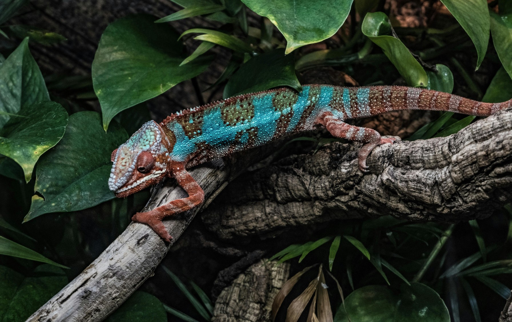 Why Biodiversity Matters for Businesses: Risks and Opportunities Explained